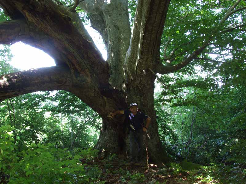 Fotografiamo gli alberi monumentali